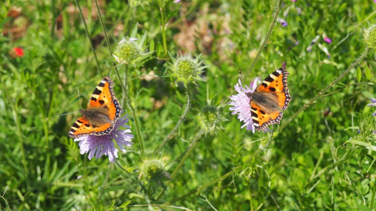 Urlaub Im Naturgarten Lägenhet Bergneustadt Exteriör bild